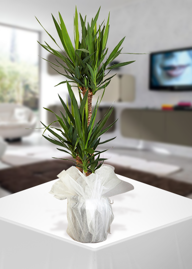 2 ‘li Yucca-60 — Gaziantep Saksı Bitkileri siparişi, aynı gün teslimat