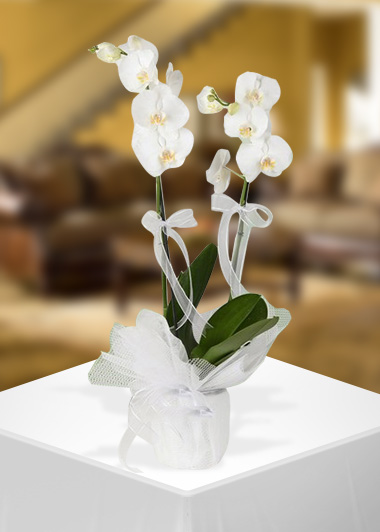 Beyaz Orkidenin Zarif Duruşu-2 Gaziantep Çiçekciler