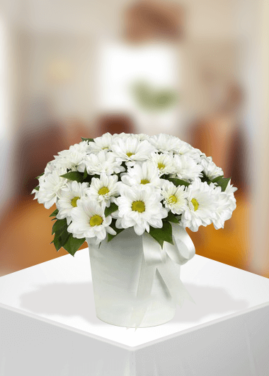 Beyaz Papatyanın Zerafeti Gaziantep Çiçek Sepeti Siparişi