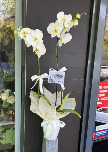 Gaziantep çiçek Beyaz Orkidenin Zarif Duruşu Aynı Gün Teslim Gaziantep Çiçekciler