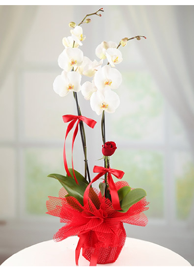 İkili Beyaz Orkide ve Tek Gül Gaziantep Çiçek Sepeti Siparişi